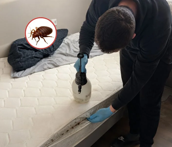 Technicien traitant un matelas contre les punaises de lit à Grosrouvre